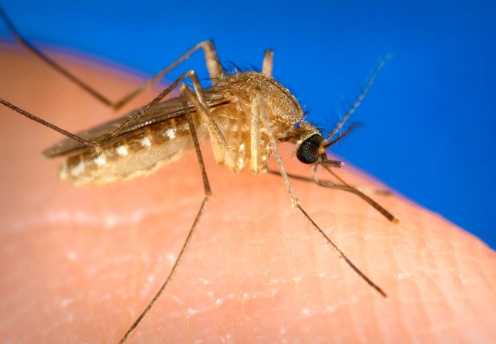 Culex quinquefasciatus mosquito has landed on a human finger