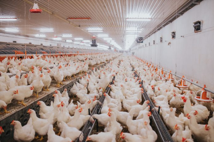 selective-focus-shot-of-indoors-chicken-farm-chic-2023-11-27-05-27-05-utc-1