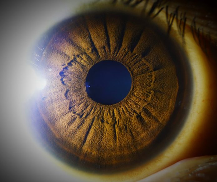 retina