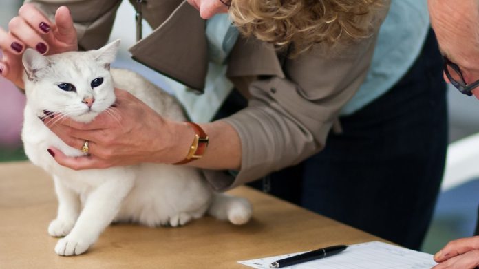 veterinari