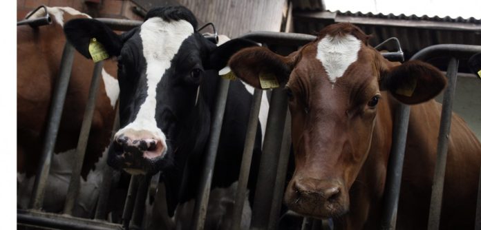 Task force e coordinamento istituzionale sulla dermatite bovina