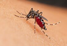 West Nile, D’Alterio (Rete IZS): “Sorveglianza e dati scientifici sono la chiave per evitare allarmismi. Sistema italiano preparato”